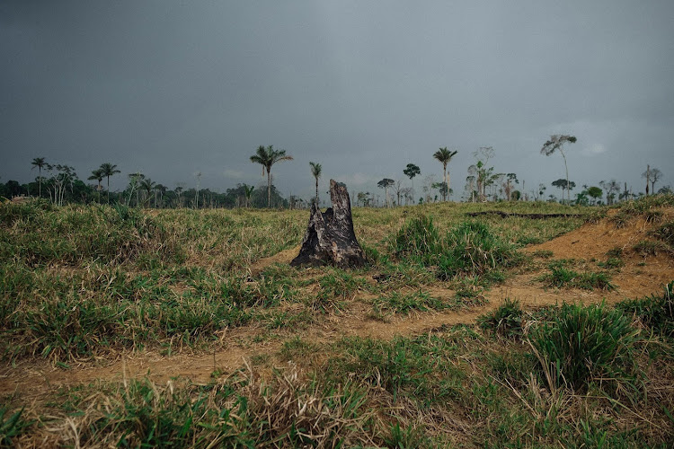 Burnt stumps, reminders of the former forest, are a signature of Amazon grazing lands. Picture: LARISSA ZAIDAN/BLOOMBERG BUSINESSWEEK