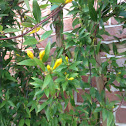 Yellow Jasmine