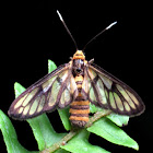 Amata Wasp Moth