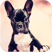 French Bulldog Images  Icon