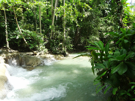Dunn's River Falls & Rainforest Jamaica 2013