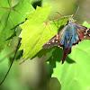 Long-tailed Skipper