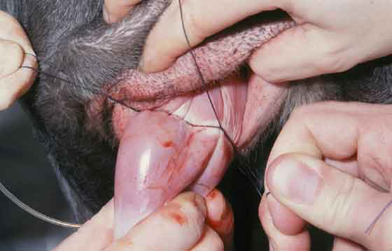 Individual sutures are tied on both sides of the base of the prolapse