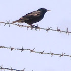 European starling