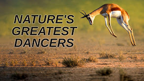 Nature's Greatest Dancers thumbnail