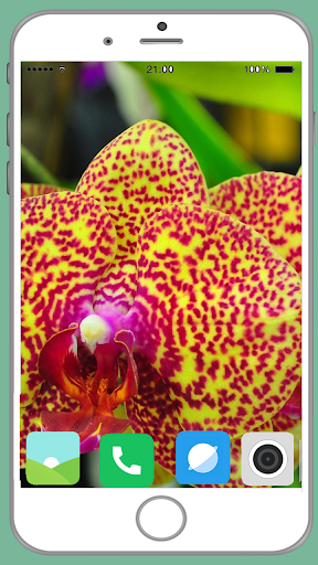 Exotic Flower Full HD Wallpaper