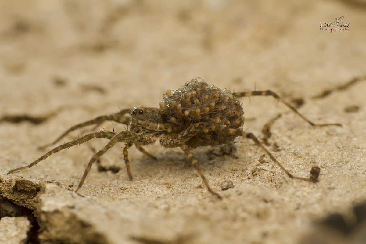 Wolf Spider