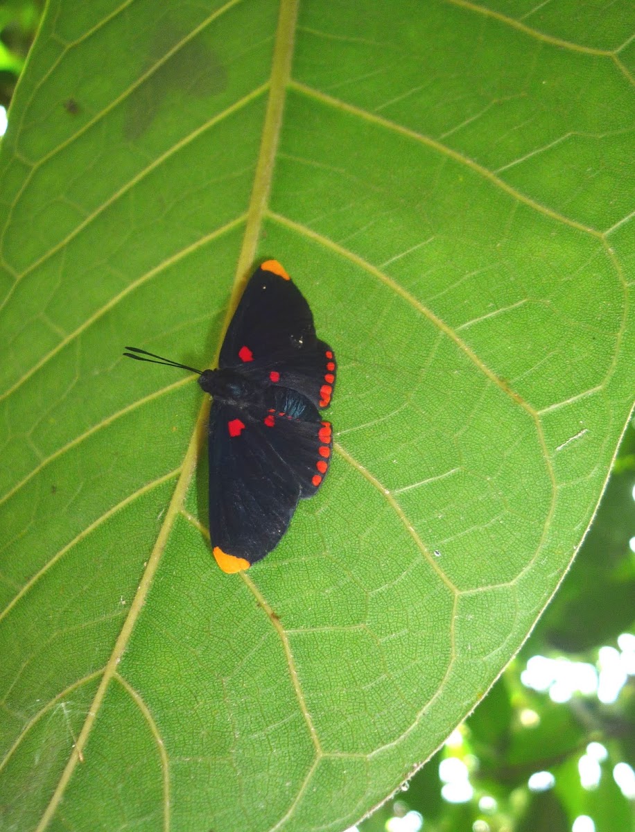 Red-Bordered Pixie