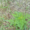 Common ragweed