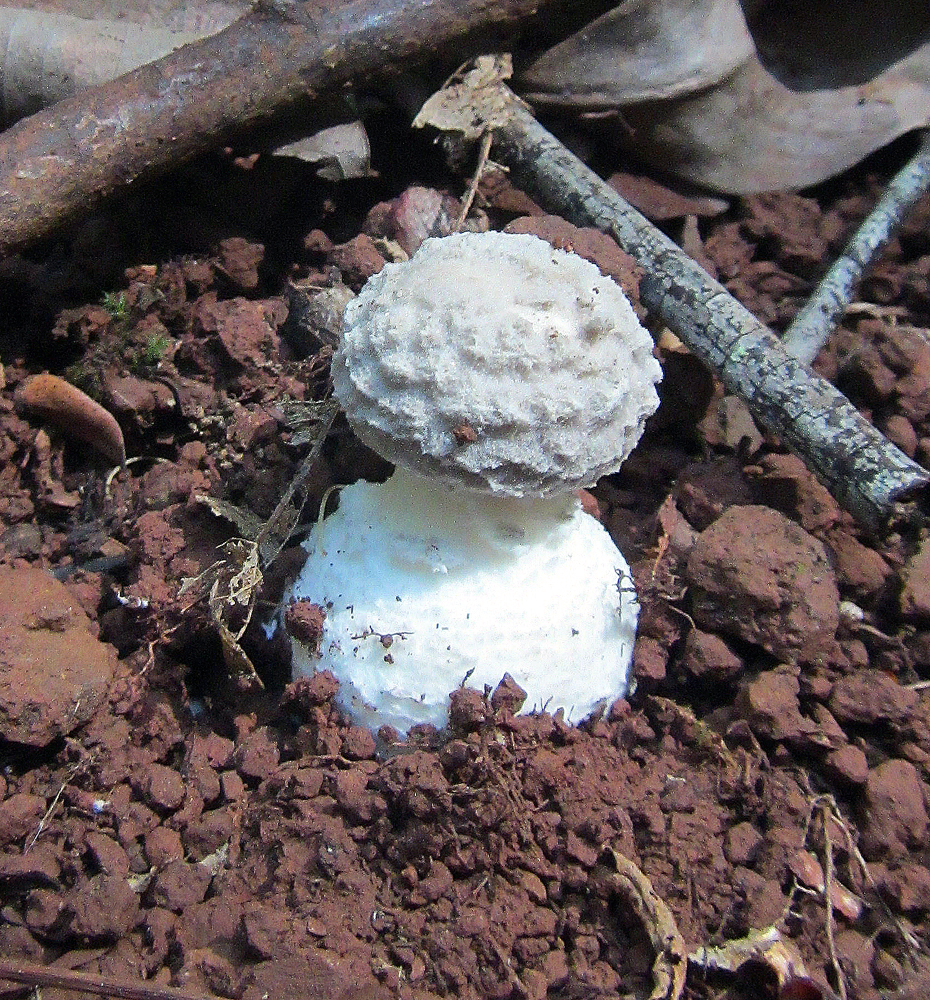 White Mushrooms