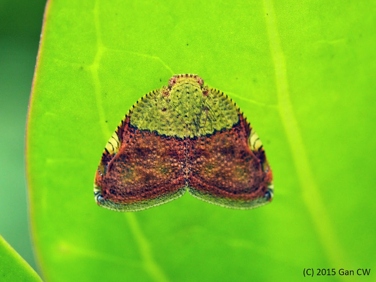 Leaf Hopper