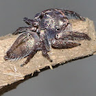 Jumping Spider