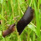 European black slug