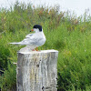 Foster's Tern