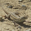 Side-blotched Lizard