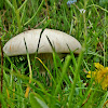 White Ferula mushroom