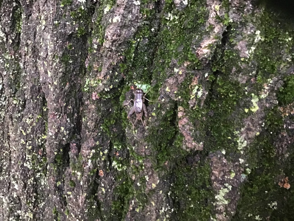 Field Cricket