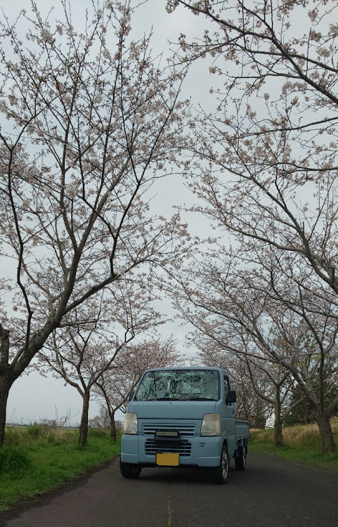 キャリイトラックの桜と愛車・桜とコラボ・桜・全塗装・コロナウイルスに負けるなに関するカスタム事例の投稿画像1枚目