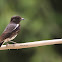 pied bush chat