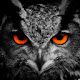 Owl Wallpaper New Tab Theme