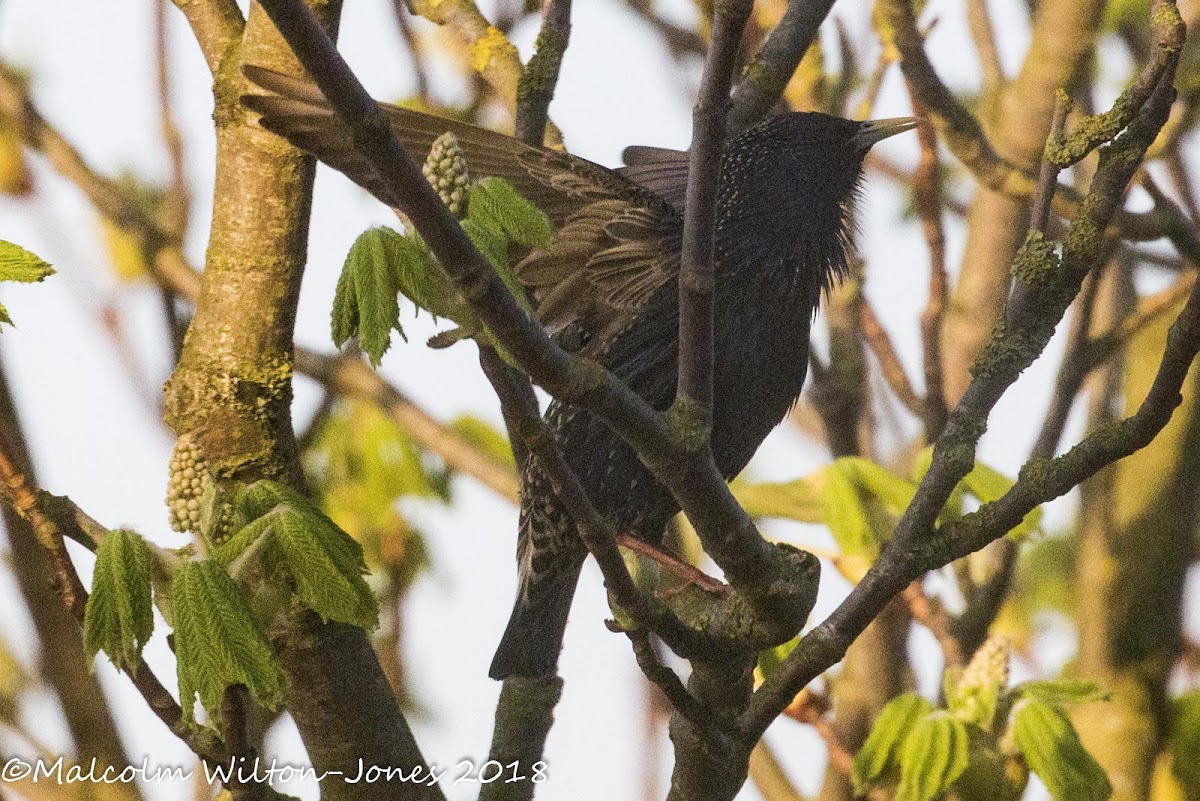 Starling