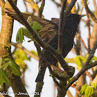 Starling