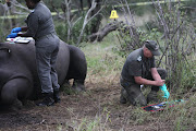 Members of a forensics perform an autopsy in an attempt to collect evidence at the scene of a recently poached Rhino at The Kruger National Park in Mpumalanga.  File Photo