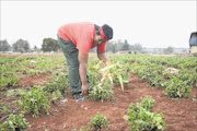 GETTING HER HANDS DIRTY: 
      Farmer Wendy Tsotetsi 
      
       of the Inkululeko Agricultural Cooperative. 
      
      
      
        PHOTO: Vathiswa Ruselo