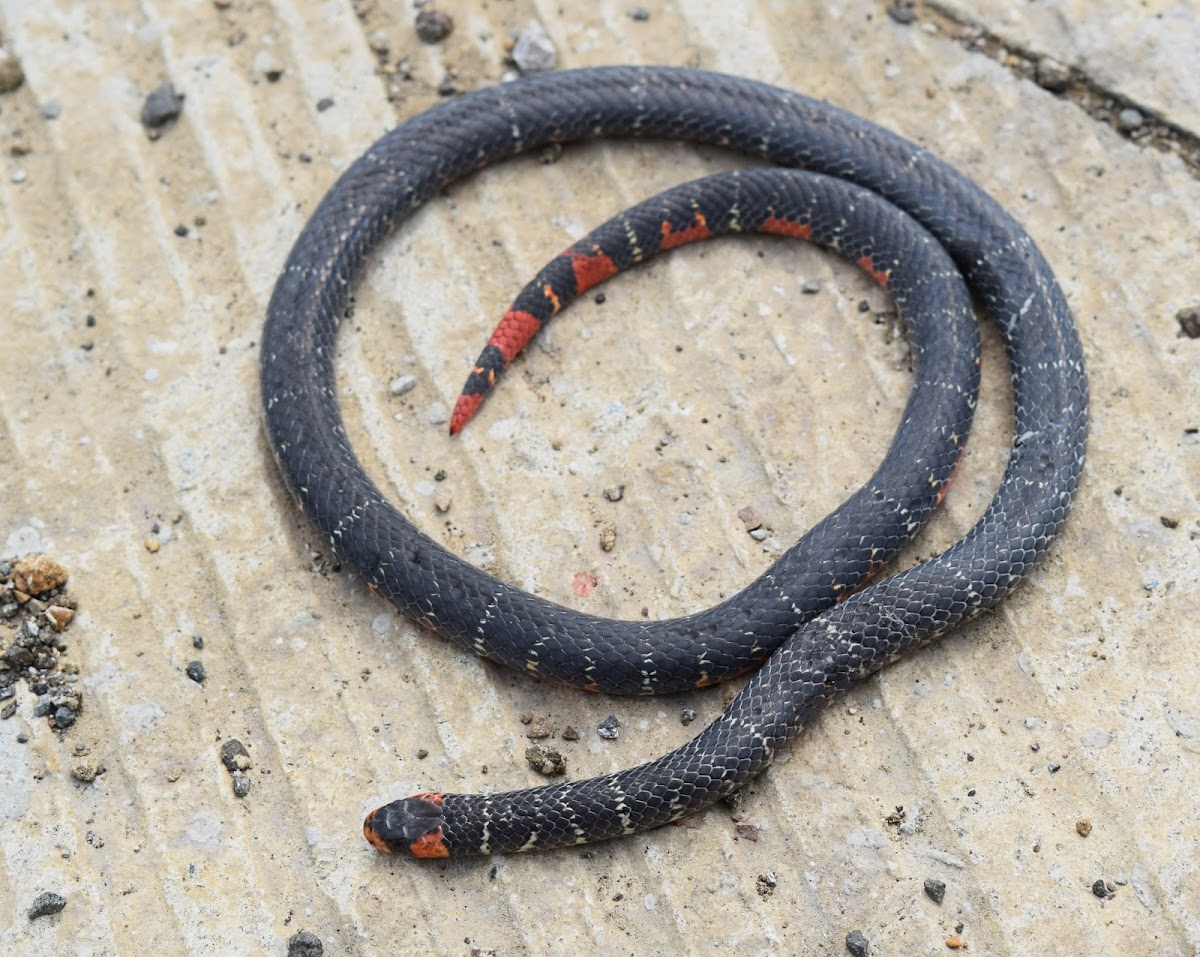 Barred coral snake