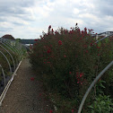 Crape Myrtle