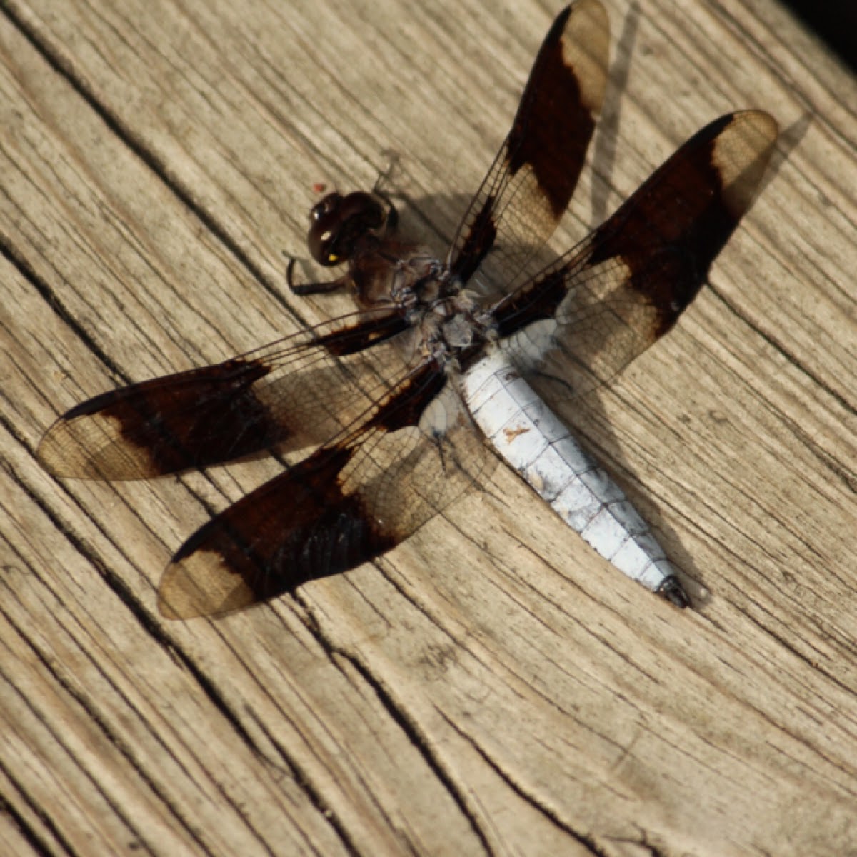 Common Whitetail Dragonfly (Male)