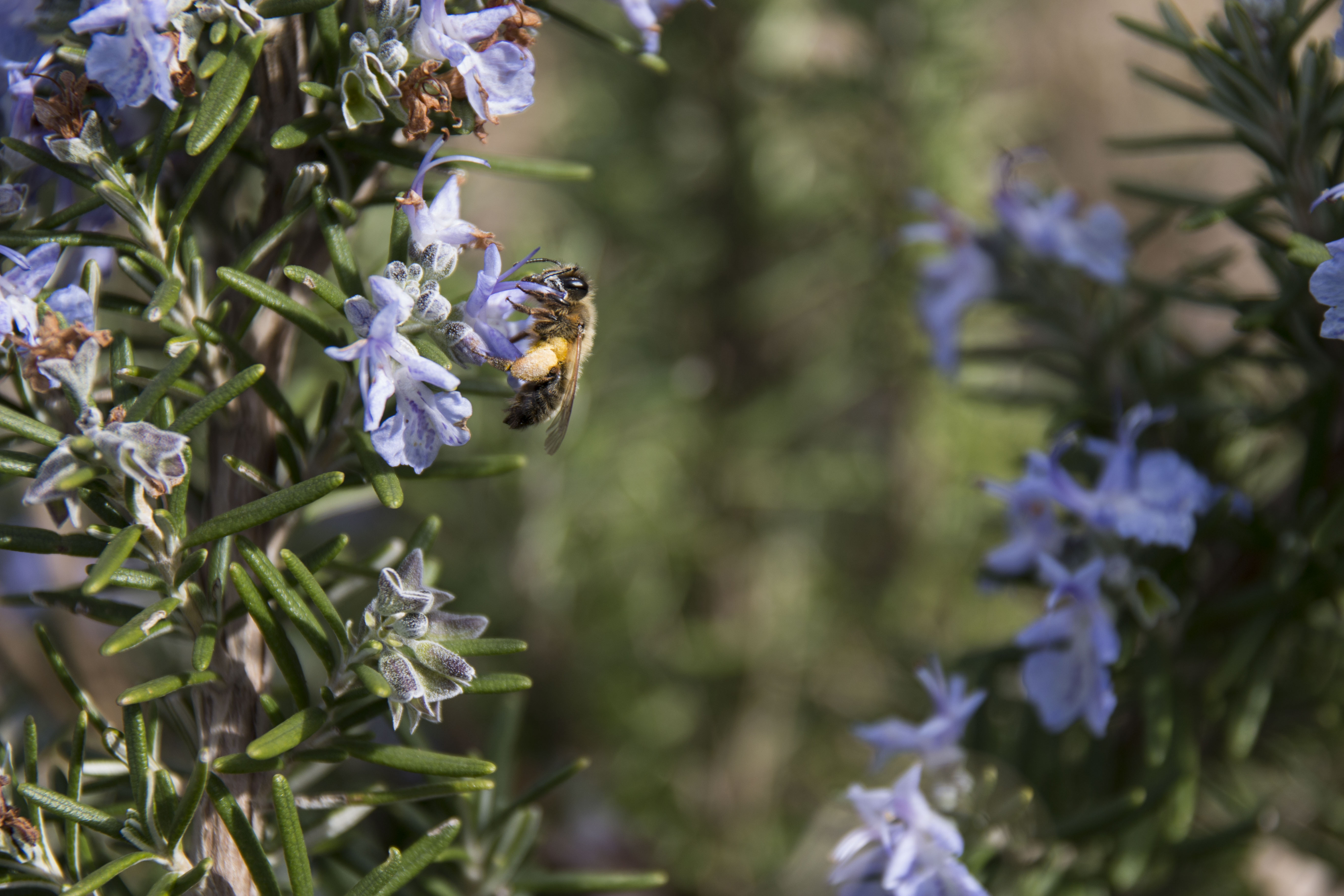 Lil' bee. di chiara_carbone