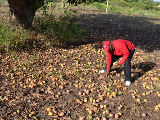 Farmer Titus Nyanzu in Mutonguni, Kitui West, yesterday /MUSEMBI NZENGU