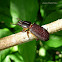 Passalus Beetle