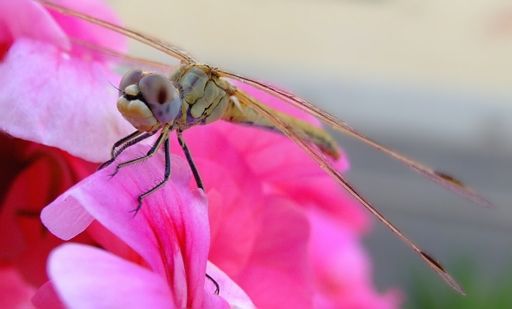 Libellula di Angela1964