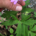 Wild Geranium or Spotted Cranesbill