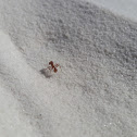 Harvester Ant