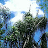 Ponytail Palm