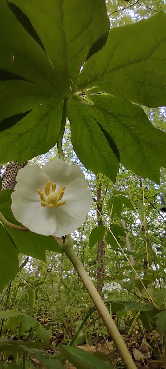 Mayapple