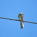 Northern Mockingbird