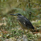 Striated heron