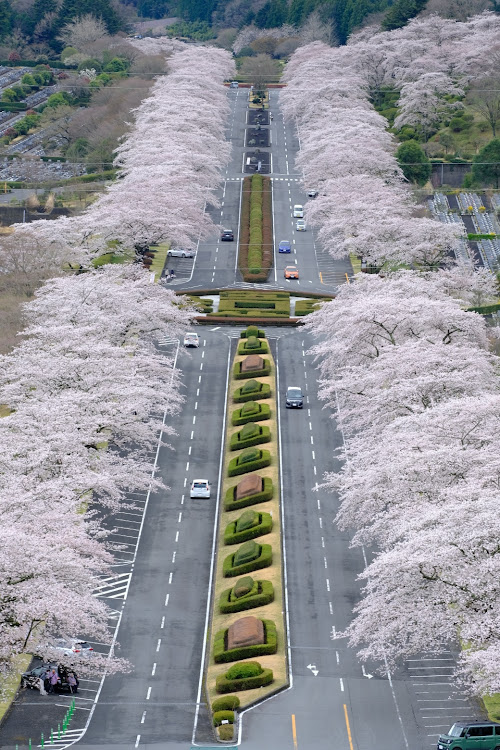 アバルト・595のアバルト・桜とコラボ・桜と愛車・富士霊園・discover_ctに関するカスタム事例の投稿画像5枚目