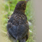 Blackbird