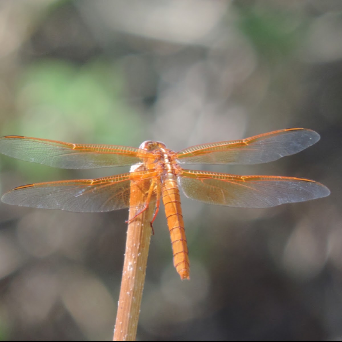 Flame Skimmer    female