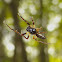 Trashline Orbweaver ♂