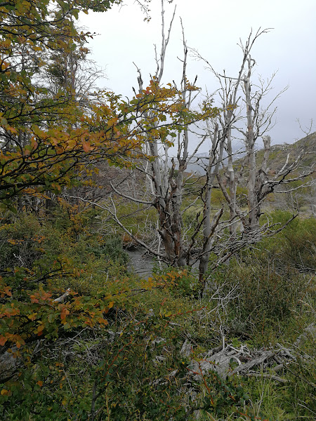 На край света в одиночку: Патагония, Остров Пасхи, Атакама. Апрель-май 2019.