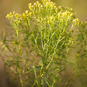 Slender Flat-top Goldenrod