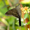 Teleus Longtail