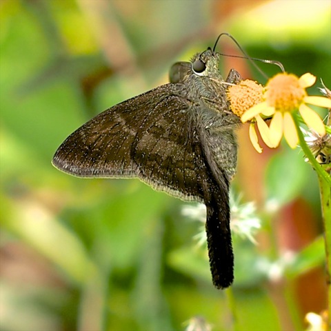 Teleus Longtail