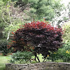 Japanese Maple